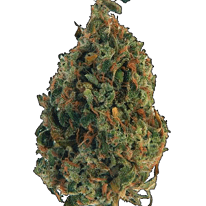 Burmese Kush