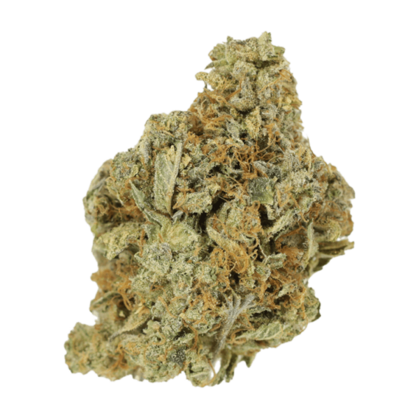 GrassLife Great White Shark