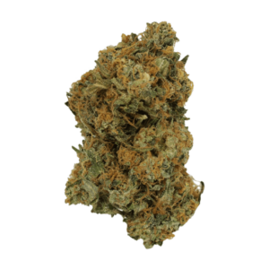 Grass - Mimosa