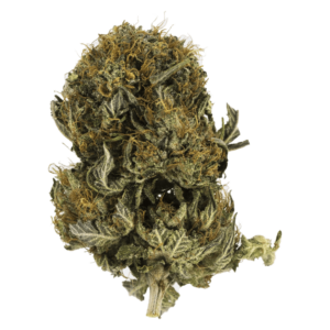 GrassLife - Blue Sherbert