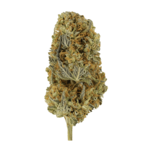 Grass - Headband