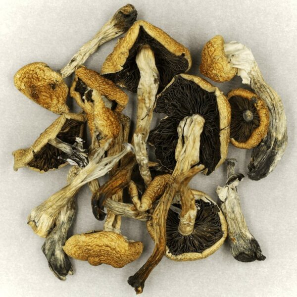 Malabar Cubensis