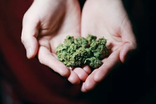 best weed canada Best weed in Ontario Canada