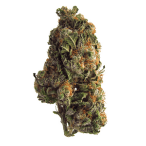 GrassLife - Flowers - Grape Crush
