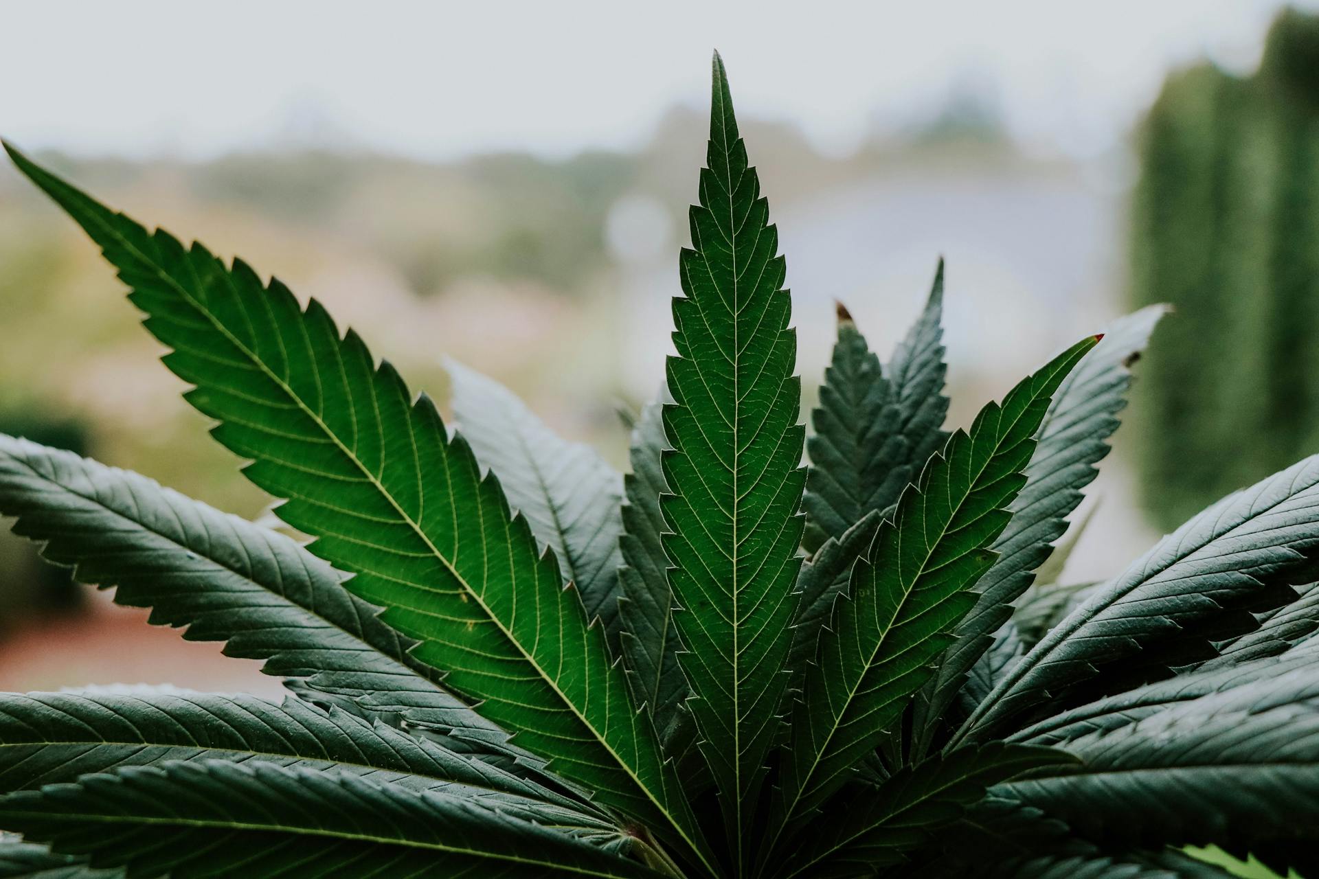 Can You Buy Weed Online In Mn Weed Delivery Vancouver | Quality Products at GrassLife
